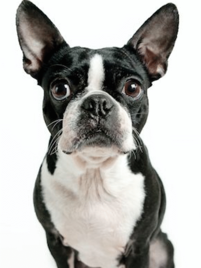Boston Terrier