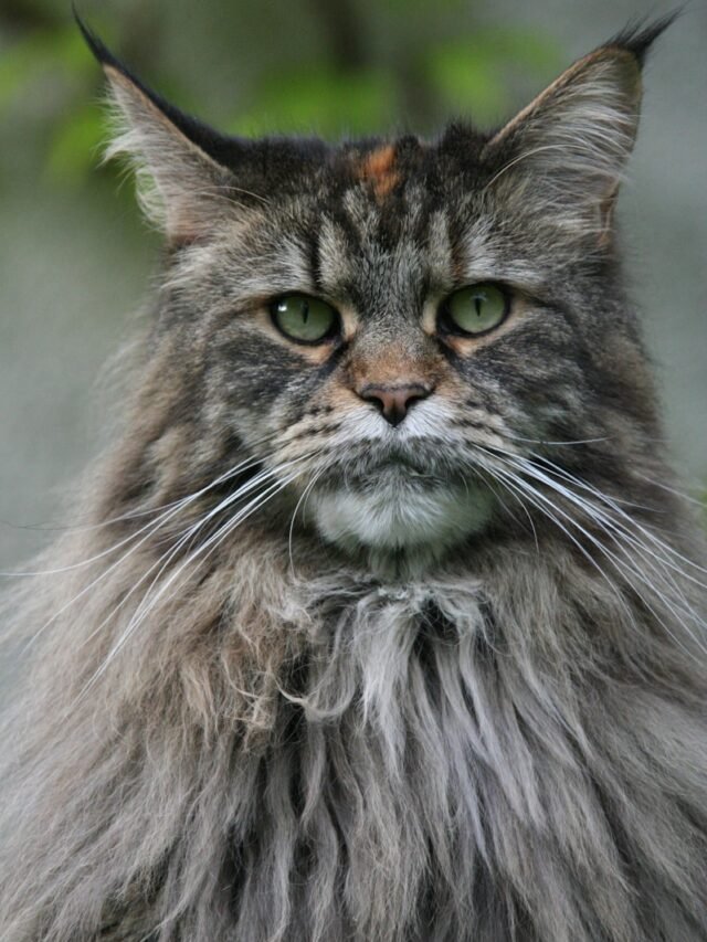 long fur gray cat