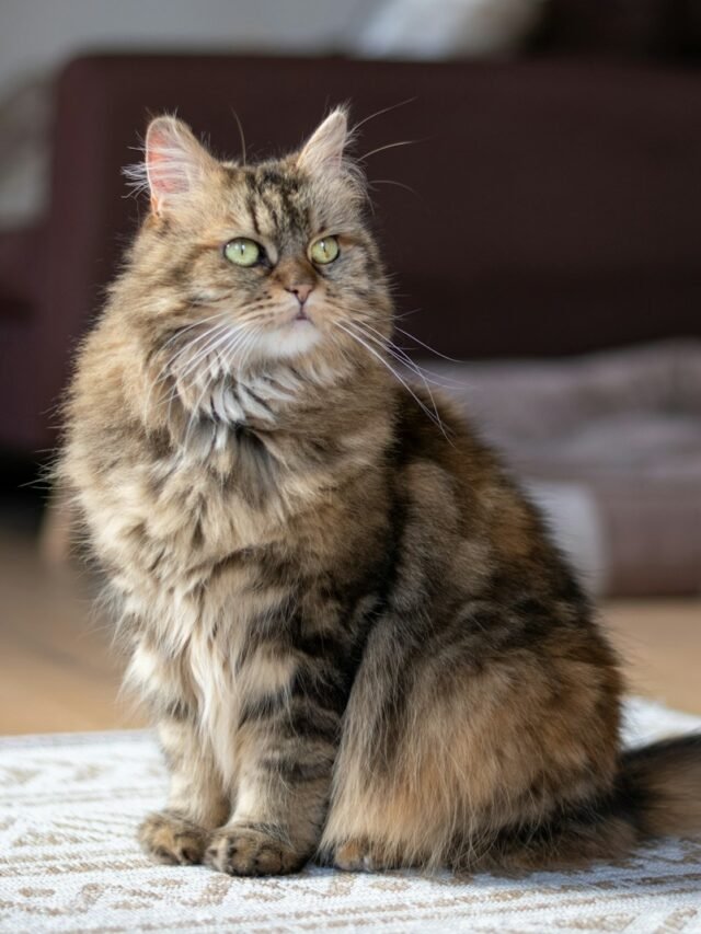 brown and black cat on white textile