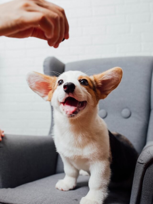 white and brown corgi puppy