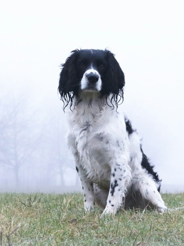 a black and white dog sitting on top of a grass covered field