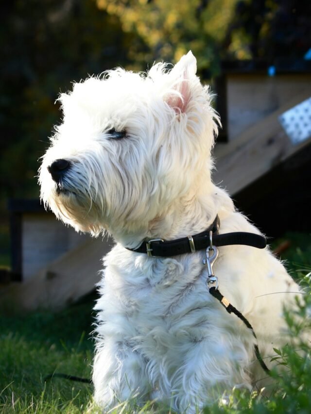 a small white dog sitting in the grass
