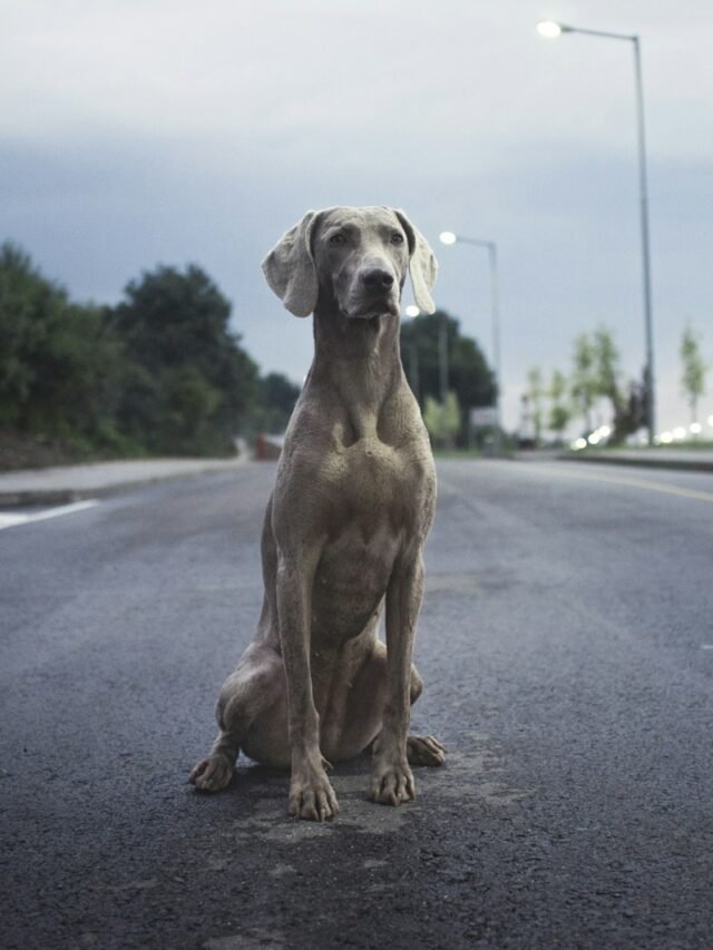 men's brown weimaraner dog on gray asphalt road