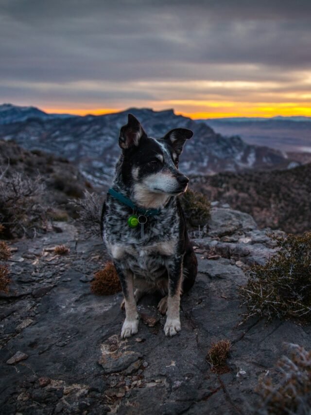 adult black and tan dog
