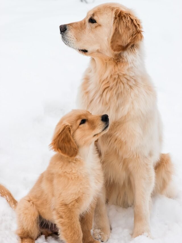 golden retriever puppy on snow covered ground during daytime
