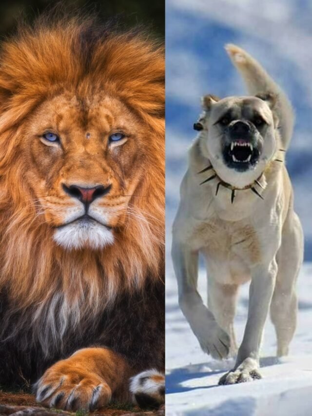 lion