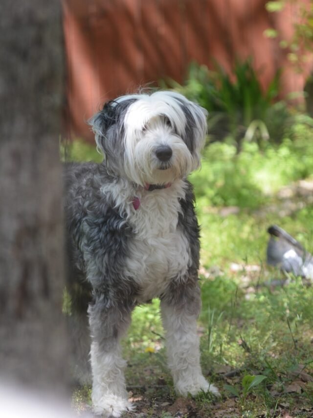 A fluffy dog stands patiently in the yard.