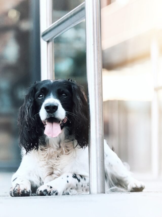 a black and white dog sitting next to a metal pole