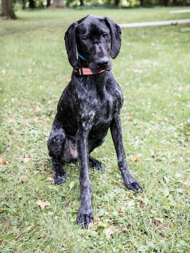 Pointer Dog