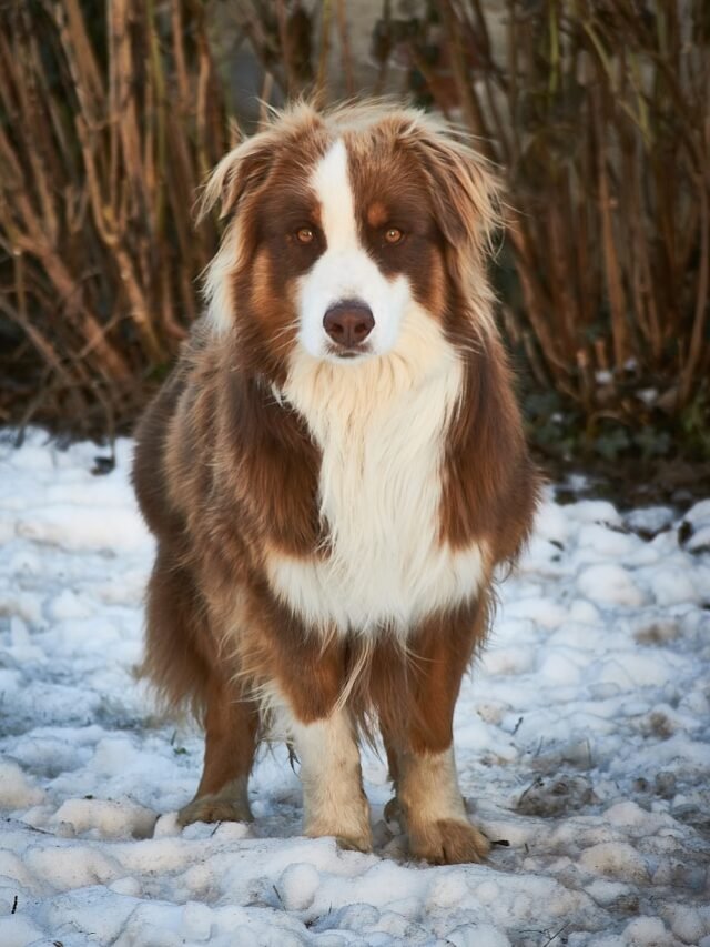 Australian Shepherd