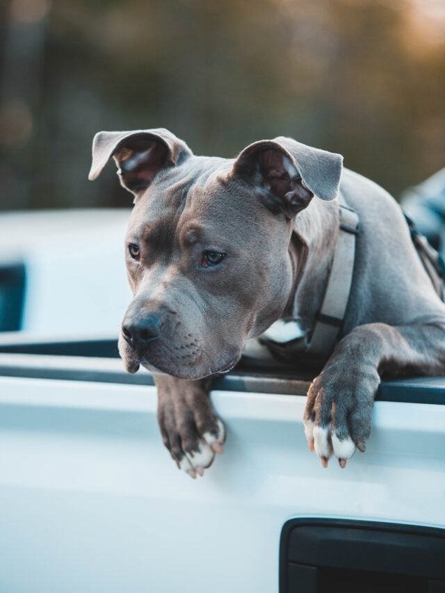 gray and white short coated dog on white surface