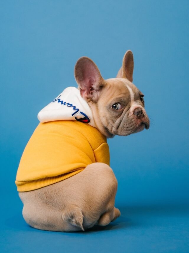 brown short coated dog in orange hoodie