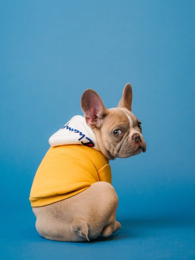 brown short coated dog in orange hoodie