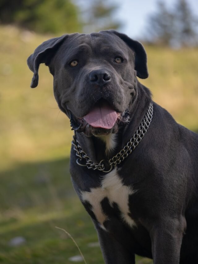 Cane Corso