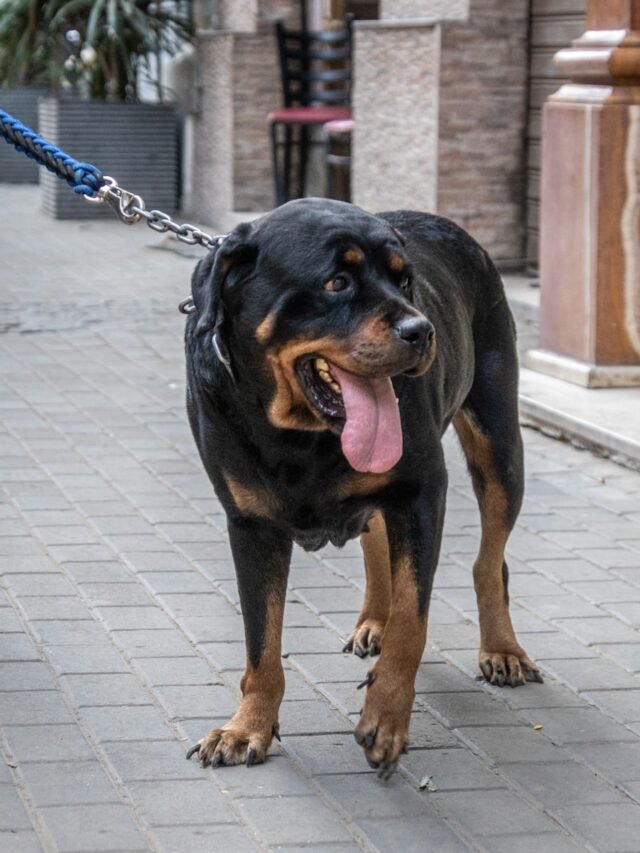 a large black and brown dog on a leash