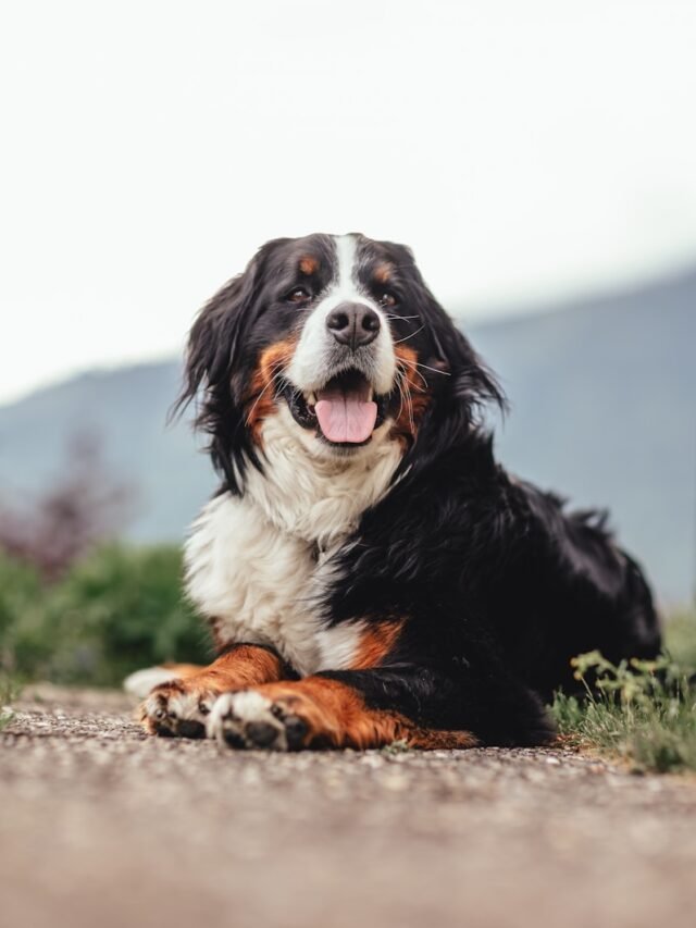 a dog lying on the ground