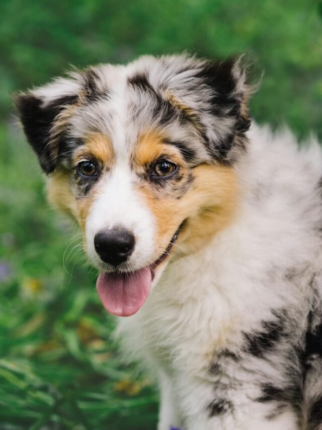 white black and brown long coated dog on green grass during daytime
