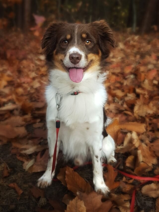 white brown and black long coat medium dog standing on dried leaves