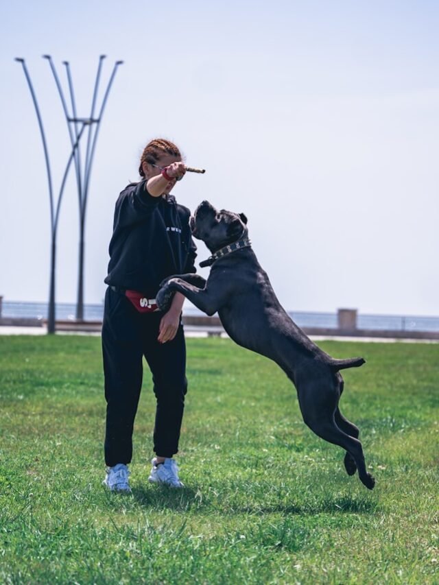 a person and a dog playing in a field