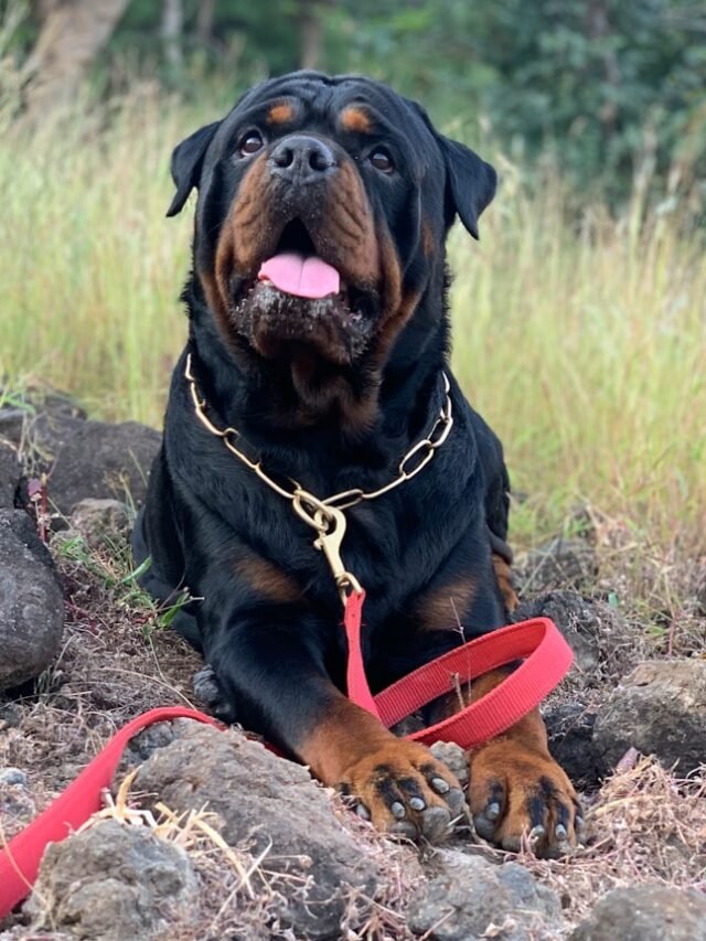 a large black and brown dog laying on top of a field