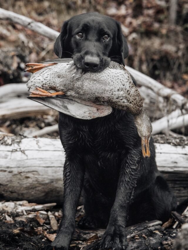 a black dog holding a duck in its mouth