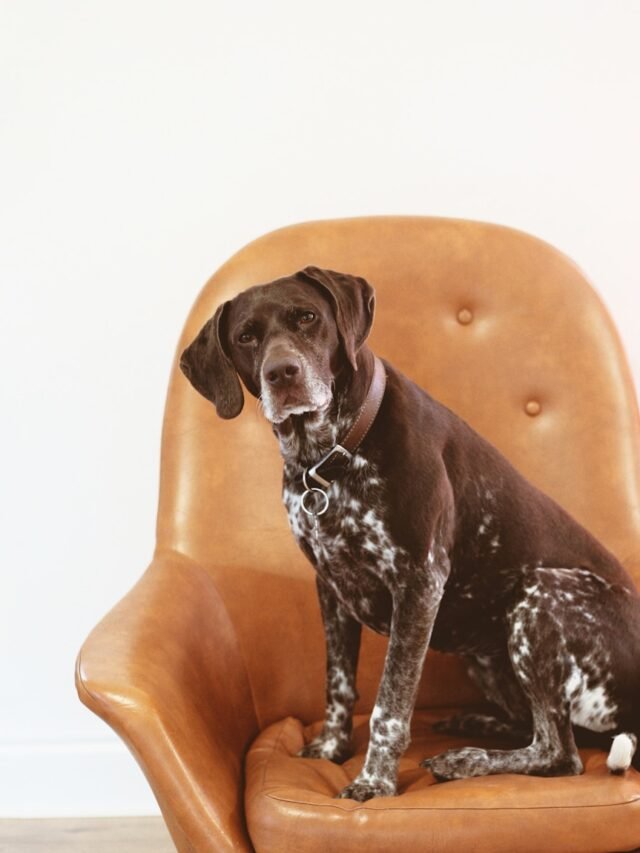 short-coated black and white dog on orange leather armchair