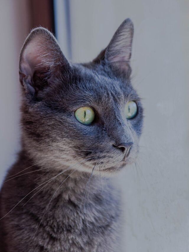 brown and black cat looking at the camera