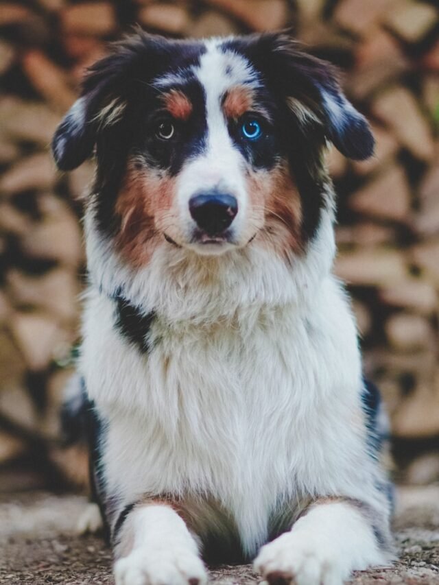 white and black dog lying on flooring