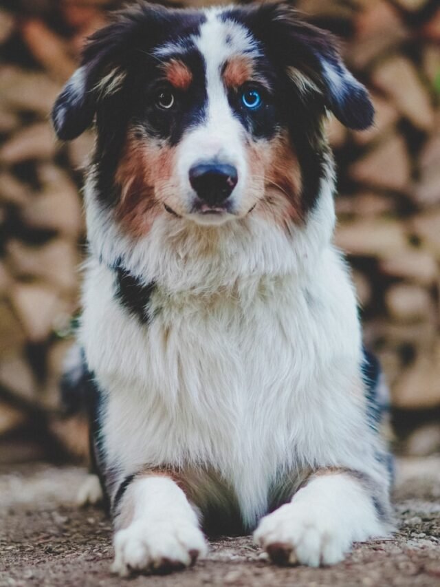 white and black dog lying on flooring