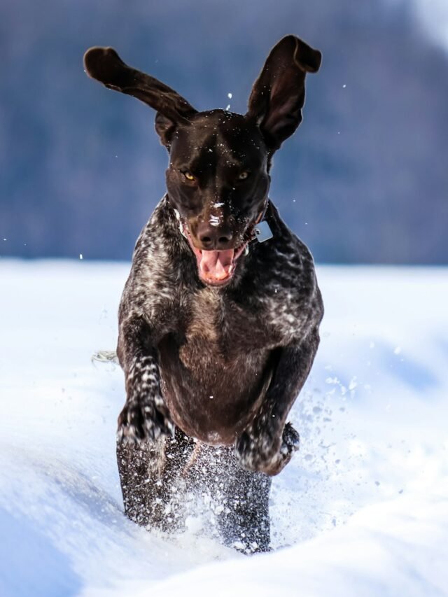 two dogs running in the snow