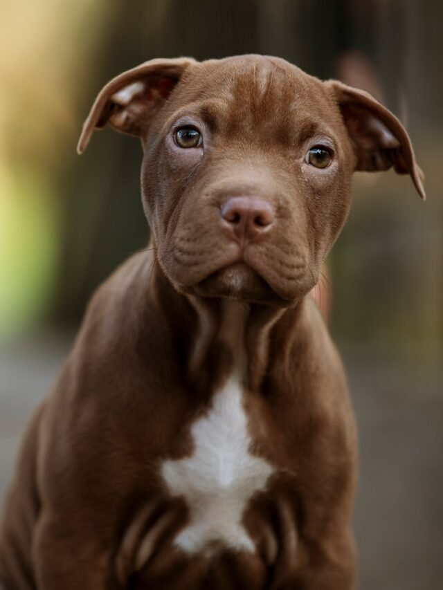 brown short coated medium sized dog