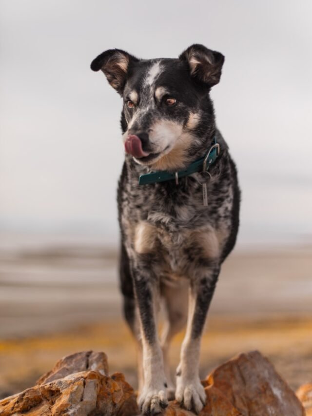 short-coated black and fawn dog on selective focus photography