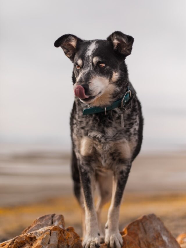 short-coated black and fawn dog on selective focus photography