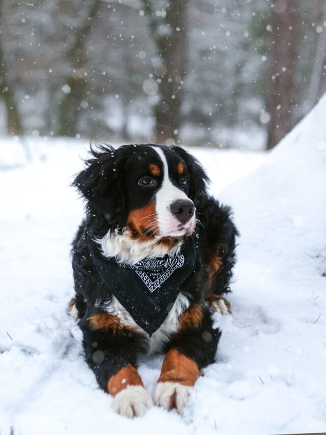 black, tan, and white dog resting on snow covered land